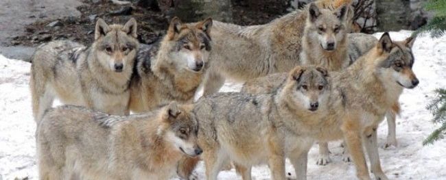 La meute de loup du parc animalier alpes maritimes